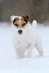 Jack Russell Terrier Hndin im Schnee