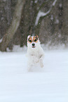 Jack Russell Terrier Hndin im Schnee