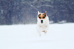 Jack Russell Terrier Hndin im Schnee