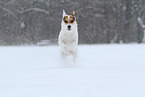 Jack Russell Terrier Hndin im Schnee