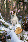 Jack Russell Terrier Hndin im Schnee