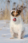 Jack Russell Terrier Hndin im Schnee