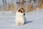 Jack Russell Terrier Hndin im Schnee