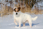 Jack Russell Terrier Hndin im Schnee