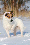 Jack Russell Terrier Hndin im Schnee