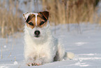 Jack Russell Terrier Hndin im Schnee