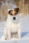 Jack Russell Terrier Hndin im Schnee