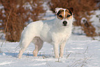 Jack Russell Terrier Hndin im Schnee