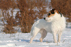 Jack Russell Terrier Hndin im Schnee