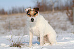 Jack Russell Terrier Hndin im Schnee