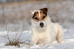 Jack Russell Terrier Hndin im Schnee