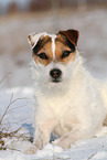 Jack Russell Terrier Hndin im Schnee