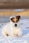 Jack Russell Terrier Hndin im Schnee