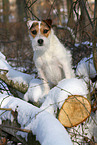 Jack Russell Terrier Hndin im Schnee