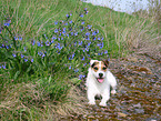 Jack Russell Terrier Hndin im Sommer