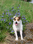 Jack Russell Terrier Hndin im Sommer