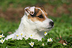 Jack Russell Terrier Hndin im Frhling