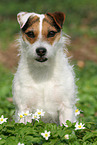 Jack Russell Terrier Hndin im Frhling