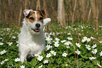 Jack Russell Terrier Hndin im Frhling
