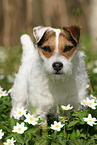 Jack Russell Terrier Hndin im Frhling