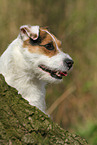 Jack Russell Terrier Hndin im Herbst
