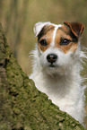 Jack Russell Terrier Hndin im Herbst