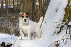 Jack Russell Terrier Hndin im Schnee