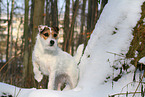 Jack Russell Terrier Hndin im Schnee