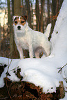 Jack Russell Terrier Hndin im Schnee