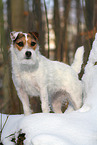 Jack Russell Terrier Hndin im Schnee