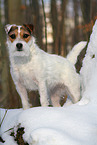 Jack Russell Terrier Hndin im Schnee