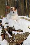 Jack Russell Terrier Hndin im Schnee