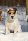 Jack Russell Terrier Hndin im Schnee