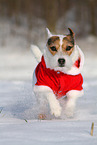 Jack Russell Terrier Hndin im Schnee