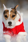 Jack Russell Terrier Hndin im Schnee