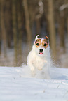 Jack Russell Terrier Hndin im Schnee