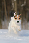 Jack Russell Terrier Hndin im Schnee