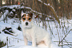 Jack Russell Terrier Hndin im Schnee