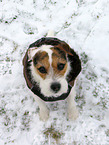 Jack Russell Terrier Hndin im Schnee