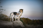 Hunde