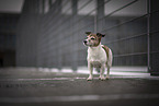 Jack Russell Terrier