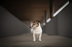 Jack Russell Terrier