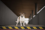 Jack Russell Terrier