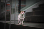 Jack Russell Terrier
