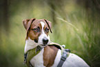 Jack Russell Terrier