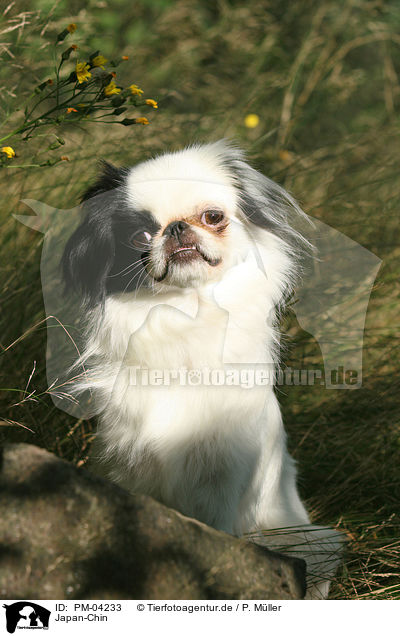 Japan-Chin / Japanese chin / PM-04233