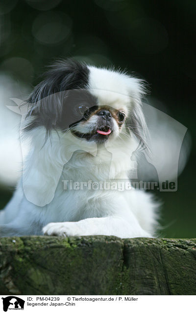liegender Japan-Chin / lying Japan-Chin / PM-04239
