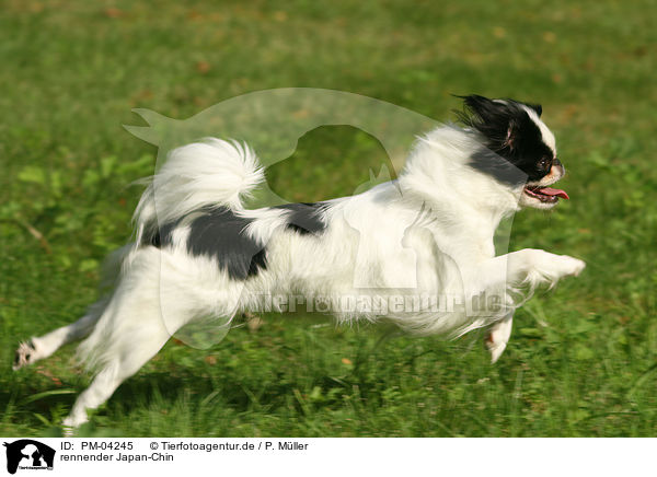 rennender Japan-Chin / running Japan-Chin / PM-04245