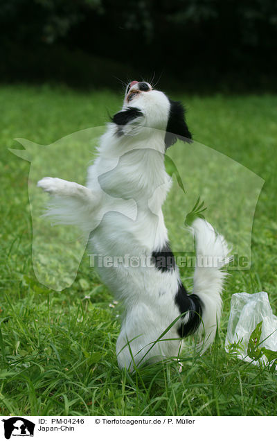 Japan-Chin / Japanese chin / PM-04246