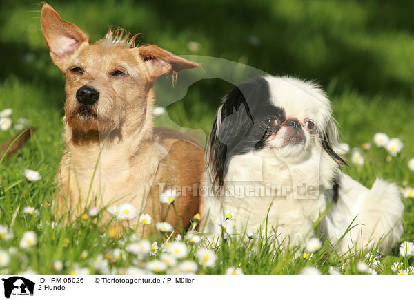 2 Hunde / 2 dogs / PM-05026